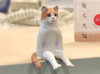 Jasmimi
