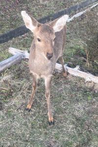 ソトデヒキコモリ 丸駒温泉旅館 クーポン