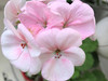 Melody GW