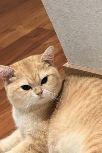 橘子喵 曼谷通羅宿之橋套房飯店優惠