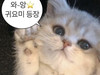 맹꽁이다먕