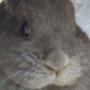 Karl Rabbit