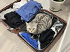 Everywhere Cat