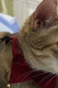 Tellyee 失眠飯店優惠