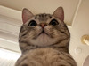 Mewmew1714