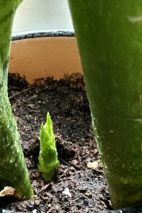 Fly Again 貝維德雷酒店優惠