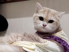 小熊