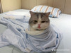 crazcatt.trva