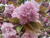 Wflora