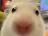 littlewang