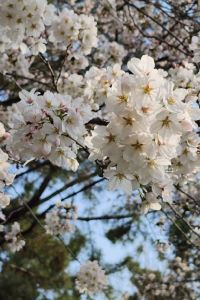 gh2560 諾富特首爾龍山全套房大使酒店優惠