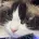 惡魔島