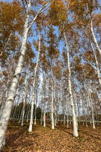 enjoy&fun 富良野拉維斯塔温泉酒店優惠