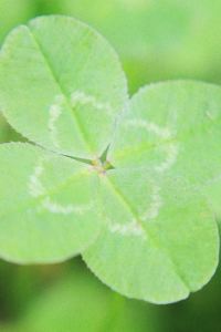 m_s05 指宿こころの宿 クーポン