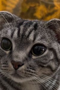 Seababy Vessel花苑薄野酒店優惠