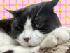黑meow