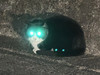 またたび