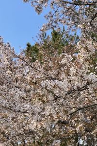 cakeee 라한셀렉트 경주 쿠폰