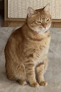 なちょ！金欠旅行！ アズイン半田インター クーポン