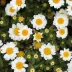 Daisy._.K