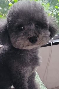 快樂小豬 愷誠服務公寓（深圳羅湖口岸萬象城店）優惠