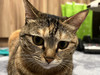 Miao63