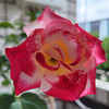 Diana413