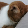 KitLei