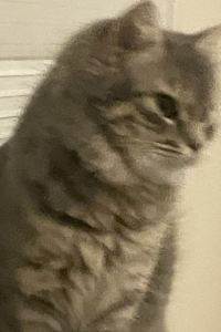 Indy Chung 333 氛圍套房酒店優惠