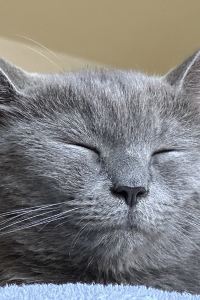 Kit t._.t 艾因羅塔納酒店優惠