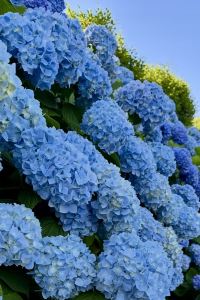 macaroni012 深圳盛捷君臨天下服務公寓優惠