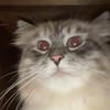 咖啡Kat