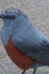 S.Shinji ＭＩＮＡＴＯカプセルイン クーポン