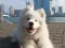 Wanderlust Samoyed