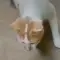 Siwoyo