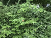 オカ2207