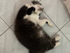 Ta Kitsa