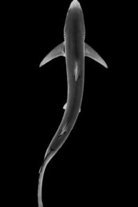 Freedom Knight 卡拉旺前方1號精品旅館優惠