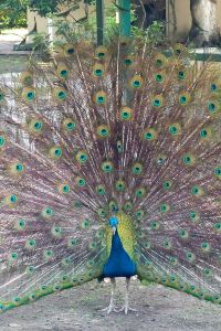 juan miguel duran 三井花園飯店六本木普米爾優惠