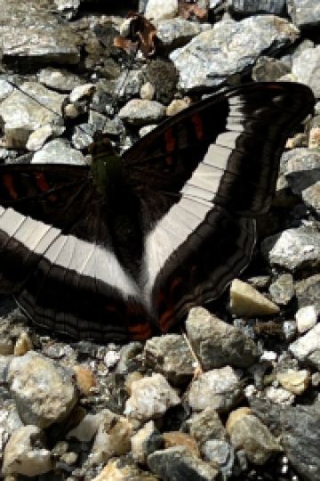 Carmy 蔵迫温泉さくら クーポン