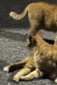 ゲスト 天然温泉 白樺の湯 ドーミーイン帯広 クーポン