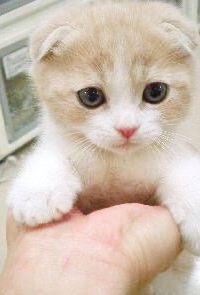 ペロペロ ホテルキャッスルイン鈴鹿中央 クーポン