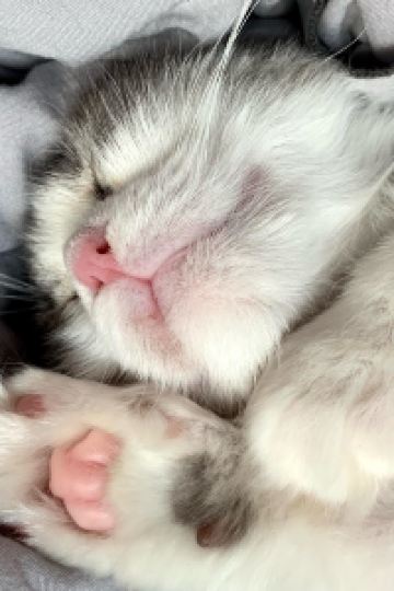 또로롱똘히 메이힐스 리조트 쿠폰