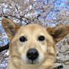 鈴菜