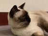 LULUCHANG