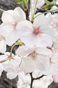 パペットすんすん ヴィラフォンテーヌ東京新宿 クーポン