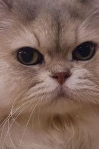 姸綾綾 熊本KKR酒店優惠