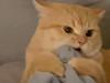 Kk1313