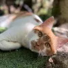 Avatar 1