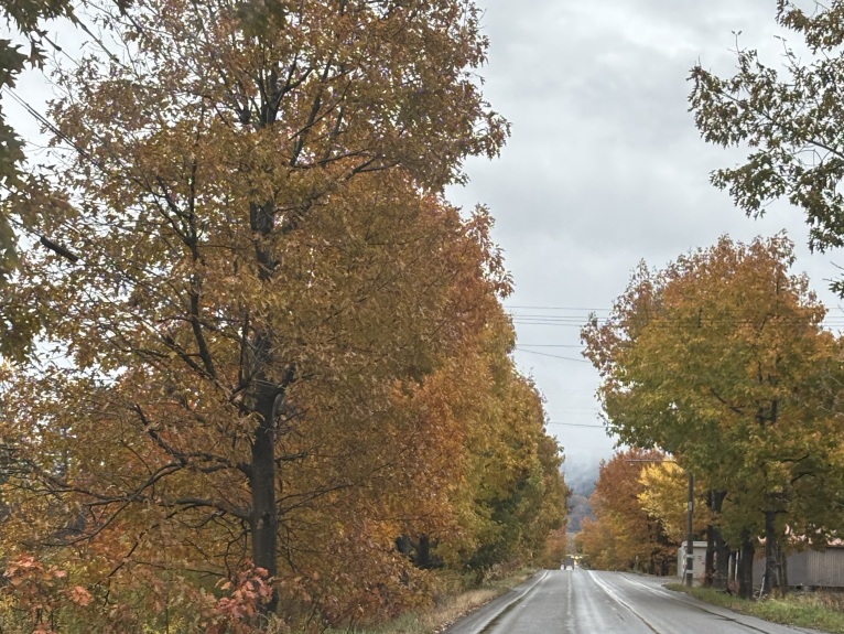 奶茶～三寶媽咪